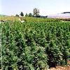 Foto Marijuana